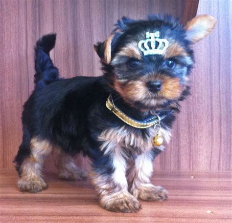 cachorro iorque shire preço.